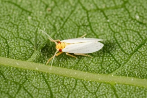Macro fotografia di Trialeurodes vaporariorum (mosca bianca delle serre) su una foglia verde di pomodoro in una serra, obiettivo macro 100mm, alta definizione, messa a fuoco precisa sui dettagli dell'insetto e della foglia, illuminazione controllata per evidenziare le texture.