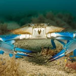 Un magnifico esemplare di granchio blu (Callinectes sapidus) vivo su un fondale marino sabbioso poco profondo delle Baleari, ripreso con obiettivo macro da 85mm, alta definizione che mostra i dettagli intricati del carapace e delle chele bluastre e rossastre, luce subacquea naturale filtrata che crea riflessi sull'acqua, focus preciso sull'animale in primo piano.