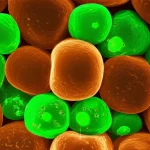 Visualizzazione 3D fotorealistica di cellule del cancro al colon-retto al microscopio elettronico, con evidenziazione della proteina FOXO1 (magari con un colore fluorescente) localizzata principalmente nel citoplasma invece che nel nucleo nelle cellule tumorali rispetto a quelle normali. Lente macro 100mm, alta definizione, illuminazione drammatica.