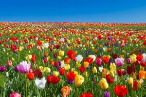 Immagine grandangolare di un campo di fiori selvatici colorati che sbocciano sotto un cielo sereno, simboleggiando il concetto di 'fioritura' umana a livello globale. Obiettivo grandangolare 15mm, messa a fuoco nitida, colori vivaci, luce solare calda.