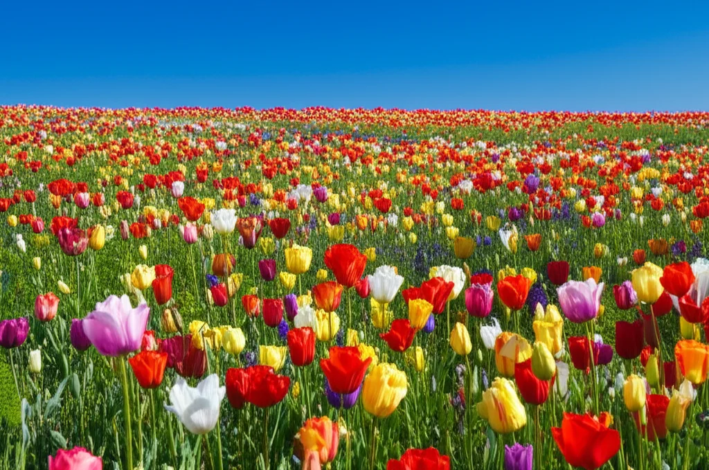 Immagine grandangolare di un campo di fiori selvatici colorati che sbocciano sotto un cielo sereno, simboleggiando il concetto di 'fioritura' umana a livello globale. Obiettivo grandangolare 15mm, messa a fuoco nitida, colori vivaci, luce solare calda.