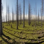 Foresta di pino silvestre in fase di ricrescita 15 anni dopo un incendio, con un mix di giovani betulle dominanti e alcuni pini, faggi e abeti rossi che iniziano a ristabilirsi. Il terreno mostra una varietà di condizioni, da zone umide e muschiose a pendii più aridi. Landscape wide angle, 10mm, sharp focus, luce diffusa.