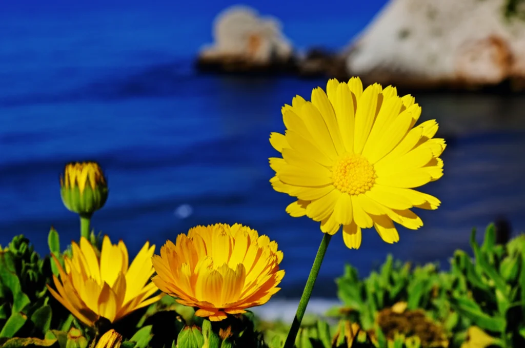 Macro fotografia di un fiore giallo brillante di Calendula maritima su uno sfondo sfocato di costa rocciosa mediterranea bagnata dal mare, obiettivo macro 100mm, alta definizione, messa a fuoco precisa sui dettagli del fiore, illuminazione naturale controllata del tardo pomeriggio.
