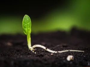 Macro lens shot, 80mm, high detail, precise focusing, controlled lighting on a single Amaranthus viridis sprout with a tiny root emerging, against a dark background.