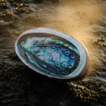 Fotografia macro, obiettivo 90mm, di un guscio di abalone con riflessi iridescenti, appoggiato su una roccia scura e umida, con un leggero effetto di foschia di calore che lo circonda, a simboleggiare lo stress termico. Alta definizione, messa a fuoco precisa sulla texture del guscio, illuminazione drammatica e controllata.