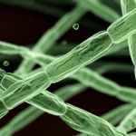 Immagine macro fotorealistica di ife fungine di Bipolaris sorokiniana che rilasciano piccole goccioline contenenti sesquiterpenoidi bioattivi, con un leggero effetto bokeh sullo sfondo per enfatizzare i composti, obiettivo macro 90mm, illuminazione laterale per dettaglio.