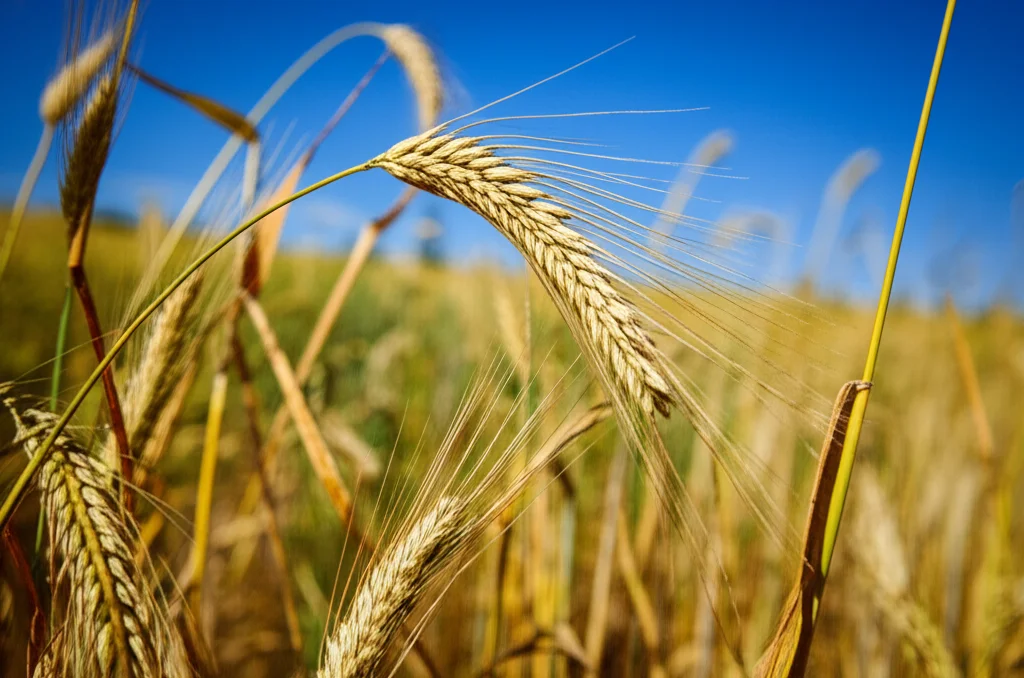 Pianta di orzo matura e rigogliosa in un campo fertile sotto un cielo azzurro, simbolo di resilienza e successo agricolo. Fotografia paesaggistica, obiettivo grandangolare 24mm, messa a fuoco nitida su tutta la scena, luce solare brillante che esalta i colori dorati delle spighe.