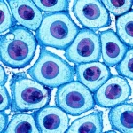 Microscopic view of trophoblast cells, showing healthy cells alongside some exhibiting early signs of stress or programmed cell death. Macro lens, 60mm, high detail, controlled lighting.