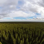 Photorealistic landscape wide angle shot of a vast, healthy forest under a dynamic sky with clouds, symbolizing the connection between tree restoration and atmospheric processes. Use 10mm wide-angle lens, sharp focus.