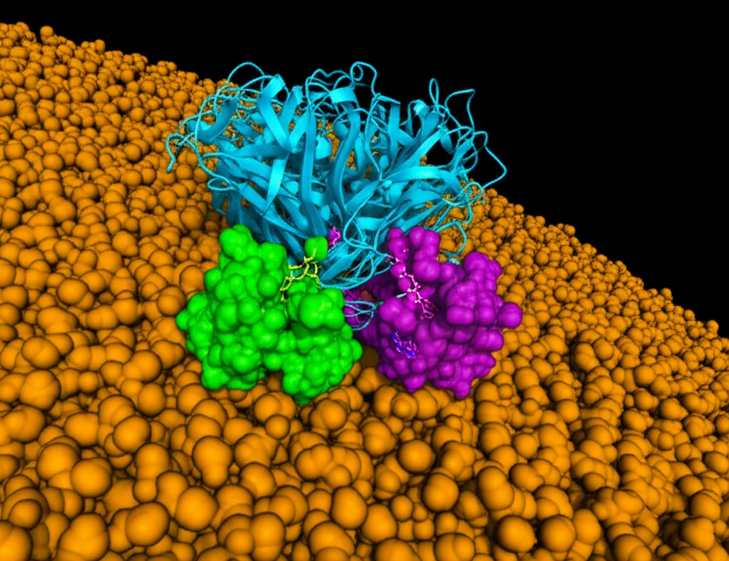 Visualizzazione 3D fotorealistica dell'anticorpo 6E7F1 che si lega al dominio Ig2 della proteina Basigin sulla superficie di una cellula, con MCT1 nelle vicinanze. Dettagli atomici visibili, sfondo astratto che simboleggia la membrana cellulare, lente prime 35mm, profondità di campo.