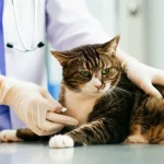 Immagine fotorealistica di un gatto che riceve cure veterinarie, con un focus sui test diagnostici come prelievi di sangue, obiettivo da 35mm, stile documentaristico, illuminazione da clinica, per evidenziare la speranza nella ricerca sulla PIF.