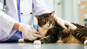 Immagine fotorealistica di un gatto che riceve cure veterinarie, con un focus sui test diagnostici come prelievi di sangue, obiettivo da 35mm, stile documentaristico, illuminazione da clinica, per evidenziare la speranza nella ricerca sulla PIF.