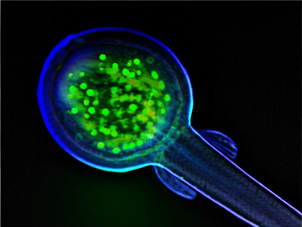 Fotografia di un modello animale, come un embrione di zebrafish, sotto un microscopio confocale. Si vedono cellule tumorali fluorescenti (GFP-positive) che formano colonie nel sacco vitellino. L'immagine deve trasmettere l'idea di un esperimento in vivo, con un'illuminazione adatta per la fluorescenza e una profondità di campo che metta a fuoco le cellule tumorali. Obiettivo telephoto zoom, 100mm, fast shutter speed per catturare l'immagine nitida.