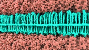 Molecular structure of the XPR1 protein embedded in a cell membrane, macro lens, 100mm, high detail, controlled lighting