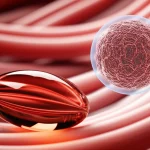 Composizione fotorealistica: una capsula di olio di krill rosso brillante in primo piano, con sfondo sfocato che mostra fibre muscolari scheletriche stilizzate e una rappresentazione 3D di una miosfera. Illuminazione drammatica, profondità di campo ridotta, obiettivo prime 50mm.