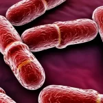 Photorealistic image of Faecalibacterium bacteria cells, highlighting genetic elements within, macro lens, 105mm, high detail, precise focusing.