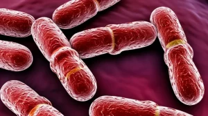 Photorealistic image of Faecalibacterium bacteria cells, highlighting genetic elements within, macro lens, 105mm, high detail, precise focusing.