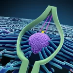 Lenti macro, 100 mm, dettagli elevati, illuminazione controllata, un rendering fotorealistico ravvicinato di una molecola sintetica simile a una pinzetta, ispirata alla proteina FIMH, che dimostra un catch-bond. I "bracci di tweezer" sono mostrati che afferrano una particella di ligando più strettamente quando viene applicata una forza di trazione esterna (rappresentata da frecce luminose). Lo sfondo è una rappresentazione astratta pulita e scientifica di una potenziale superficie di energia.