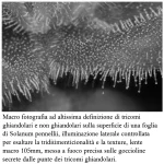 Macro fotografia ad altissima definizione di tricomi ghiandolari e non ghiandolari sulla superficie di una foglia di Solanum pennellii, illuminazione laterale controllata per esaltare la tridimensionalità e la texture, lente macro 105mm, messa a fuoco precisa sulle goccioline secrete dalle punte dei tricomi ghiandolari.