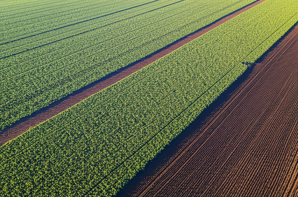 Fotografia aerea, obiettivo zoom 70mm, di un campo agricolo con colture di copertura rigogliose di colore verde intenso che proteggono il suolo. Accanto, un campo con terreno arato di colore marrone scuro, non protetto, mostra il contrasto. La luce del mattino crea lunghe ombre e mette in risalto la texture delle colture e del suolo.