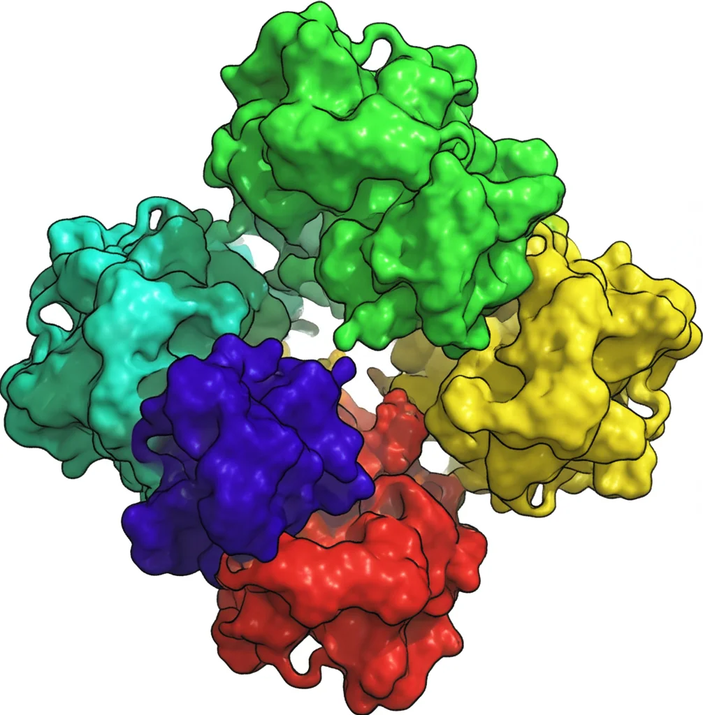 Modello 3D della proteina DnaK di Actinobacillus seminis (in blu) che interagisce con una molecola di emoglobina (in rosso) e una di transferrina (in verde), evidenziando i siti di legame per il ferro. Rappresentazione scientifica dettagliata, sfondo neutro, illuminazione diffusa per chiarezza.