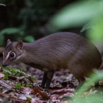 Fotografia naturalistica di un mosco dell'Anhui adulto, timido e sfuggente, nel sottobosco denso delle montagne Dabie, Cina. Scatto con teleobiettivo 400mm, alta velocità otturatore per catturare il movimento, luce filtrata dagli alberi, messa a fuoco precisa sull'animale.