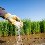 Campo di riso verde brillante e sano, coltivato con la tecnica della semina diretta, sotto un cielo azzurro limpido. In primo piano, una mano guantata da agricoltore sparge delicatamente granuli di erbicida supramolecolare CPAM-BPyHs sul terreno umido. L'immagine trasmette innovazione e cura. Obiettivo prime 35mm, profondità di campo che sfoca leggermente lo sfondo, luce naturale mattutina.