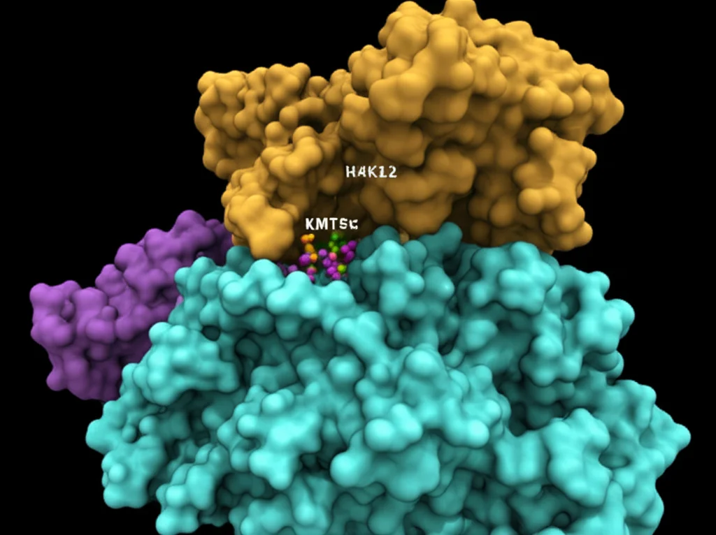 Visualizzazione 3D altamente dettagliata della proteina KMT9α che interagisce con un filamento di DNA e istoni, evidenziando il sito di metilazione H4K12. Macro lens, 100mm, illuminazione drammatica per enfatizzare le strutture molecolari, sfondo scuro per far risaltare i dettagli.