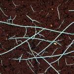 Fotografia macro ad alta definizione di un campione di suolo fertile illuminato lateralmente, mostrando ife fungine bianche e sottili che si ramificano tra aggregati di terra scura. Piccoli gruppi di batteri sono visibili vicino alle ife. Obiettivo macro 90mm, messa a fuoco precisa sulle ife e sui batteri associati, illuminazione controllata per creare profondità e dettaglio.