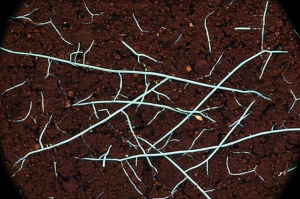 Fotografia macro ad alta definizione di un campione di suolo fertile illuminato lateralmente, mostrando ife fungine bianche e sottili che si ramificano tra aggregati di terra scura. Piccoli gruppi di batteri sono visibili vicino alle ife. Obiettivo macro 90mm, messa a fuoco precisa sulle ife e sui batteri associati, illuminazione controllata per creare profondità e dettaglio.