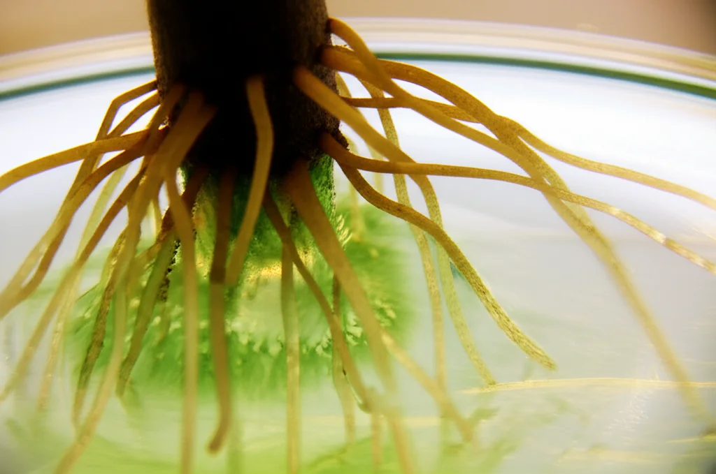 Macro fotografia di giovani radici avventizie di castagno che spuntano da un microfusto in un terreno di coltura gelatinoso, illuminazione controllata da laboratorio, alta definizione, obiettivo macro 90mm, dettagli precisi delle radichette bianche e del tessuto calloso verde chiaro alla base del fusto.