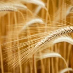Visualizzazione 3D della proteina CCR del grano sovrapposta a una spiga di grano matura, obiettivo macro 80mm, alta definizione, illuminazione drammatica controllata per evidenziare la struttura proteica e la texture della spiga.