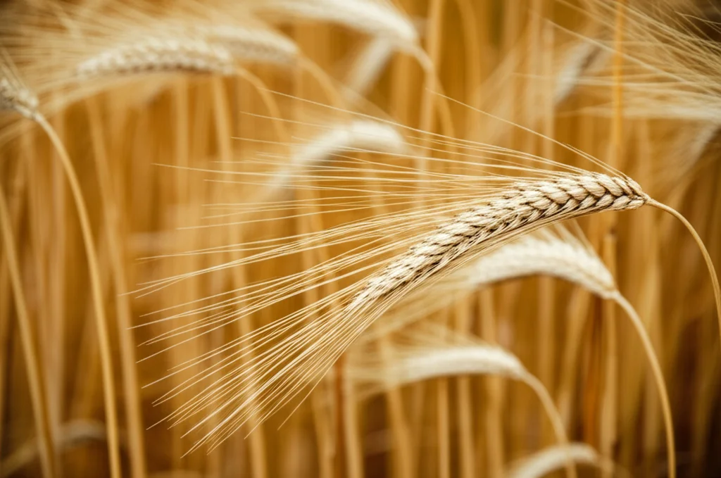 Visualizzazione 3D della proteina CCR del grano sovrapposta a una spiga di grano matura, obiettivo macro 80mm, alta definizione, illuminazione drammatica controllata per evidenziare la struttura proteica e la texture della spiga.