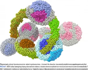 Visualizzazione artistica del nucleo cellulare con DNA compattato in eterocromatina (rosso scuro, compartimenti B) e eucromatina (blu chiaro, compartimenti A), evidenziando i marcatori epigenetici H3K27me3 e uH2A (sfere luminose verdi e gialle) che si ridistribuiscono per mantenere la struttura e il silenziamento genico dopo la perdita virtuale di H3K9me3 (simboleggiata da aree grigie). Stile fotorealistico scientifico, obiettivo prime 35mm, profondità di campo accentuata, illuminazione drammatica che evidenzia le modifiche epigenetiche.