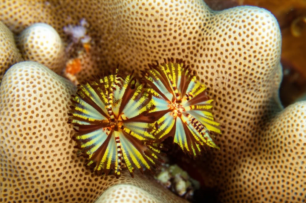 Macro fotografia, obiettivo 100mm, di una colonia di corallo Porites astreoides nei Caraibi, con un verme albero di Natale (Spirobranchus giganteus) dai colori vivaci che emerge. Illuminazione controllata per evidenziare la texture del corallo e i dettagli del verme, alta definizione.