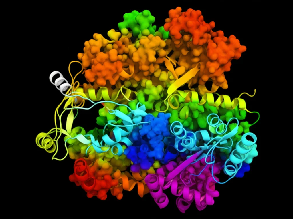Visualizzazione 3D di una proteina CAZyme (enzima attivo sui carboidrati), modello molecolare dettagliato, obiettivo macro 60mm, con colori che ne evidenziano i domini funzionali, su sfondo scuro per risaltare la struttura.