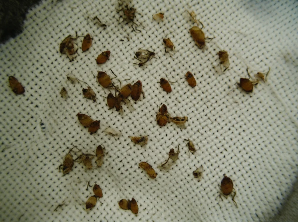 Fotografia macro di frammenti di insetti antichi, come elitre di coleotteri e pupari di ditteri, sparsi su un tessuto logoro all'interno di una cripta scarsamente illuminata. Obiettivo macro 100mm, alta definizione, messa a fuoco precisa, illuminazione controllata per evidenziare le texture dei reperti e l'atmosfera della cripta.