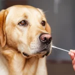 Un cane Labrador adulto guarda incuriosito un tampone salivare tenuto da una mano umana, pronto per un test del cortisolo, portrait photography, 35mm, depth of field, luce naturale soffusa.