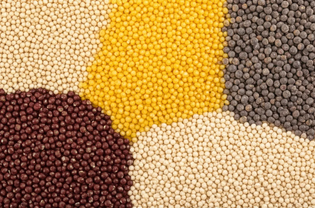 Una serie di ciotole contenenti miglio panico sottoposto a diversi trattamenti idrotermici: ammollo, scottatura, vapore, tostatura, cottura a pressione. Ogni ciotola mostra leggere variazioni di colore e texture. Macro lens, 60mm, high detail, luce da studio per evidenziare le differenze.