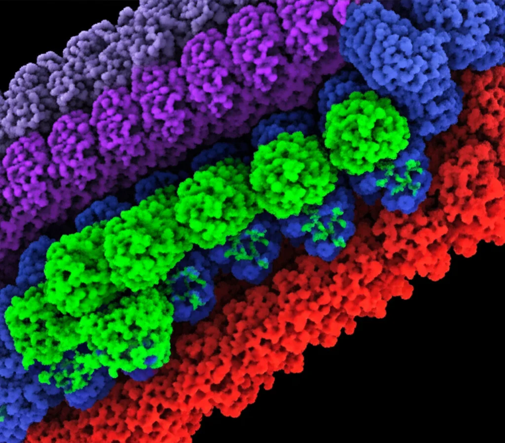Visualizzazione macro altamente dettagliata della membrana esterna mitocondriale di un epatocita, con la proteina AKAP1 (in verde brillante) che interagisce con l'enzima GPAT1 (in rosso). Illuminazione controllata per evidenziare le strutture proteiche, focale 80mm, resa fotorealistica con texture biologiche accurate e un leggero effetto 'depth of field'.