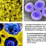Immagine fotorealistica al microscopio elettronico a scansione che mostra cellule staminali umane naïve con la loro caratteristica morfologia a cupola. In sovrimpressione digitale, una rappresentazione stilizzata della proteina chinasi ATR che aggiunge un gruppo fosfato (sfera luminosa) alla proteina OCT4 vicina. Dettaglio elevato delle strutture cellulari, illuminazione drammatica laterale, colori scientifici realistici.