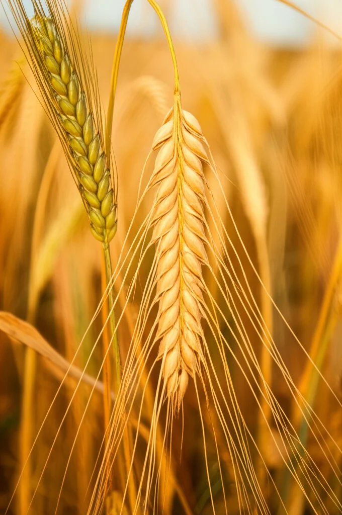 Fotografia macro di spighe di grano dorato maturo in un campo etiope, con dettagli nitidi sui chicchi. Obiettivo macro 100mm, illuminazione controllata per esaltare la texture, sfondo leggermente sfocato per concentrarsi sul soggetto principale.