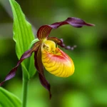 Lenti macro, 60 mm, primo piano di un vibrante fiore di cipripedium calceolo giallo (orchidea da slippista di Lady) con la sua caratteristica labellum a forma di sacca, che mostra dettagli e trame intricati, dettagli elevati, messa a fuoco precisa, illuminazione controllata, contro un background di foresta verde dolcemente sfocata.