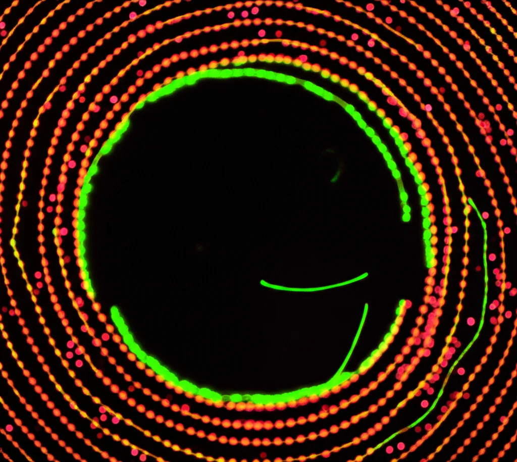 Immagine macro, lente 90mm, di microparticelle fluorescenti di colore verde e rosso sospese in un liquido scuro, che vengono guidate da forze acustiche invisibili a formare percorsi a spirale e circolari. Illuminazione controllata per esaltare la fluorescenza e i dettagli delle particelle. Messa a fuoco precisa sulle traiettorie delle particelle.