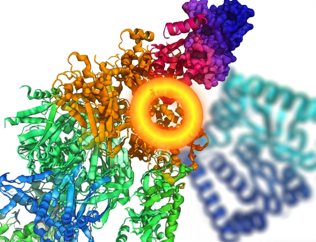 Visualizzazione 3D fotorealistica, obiettivo prime 35mm, di un complesso proteico TFII-I (struttura complessa multicolore) a cui si lega un RNA circolare circFNDC3B (un anello luminoso arancione). In secondo piano, sfocata, la proteina STAT1 (struttura bluastra) che non riesce a interagire con TFII-I. Effetto depth of field per concentrare l'attenzione sull'interazione circFNDC3B-TFII-I. Illuminazione da studio, dettagli molecolari precisi.