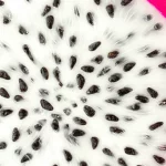 Primo piano macro di un frutto di pitaya tagliato a metà, che mostra la polpa bianca brillante costellata di piccoli semi neri e la buccia rosa vibrante. L'illuminazione è controllata per evidenziare i dettagli e le texture. Obiettivo macro da 60mm, alta definizione, messa a fuoco precisa.