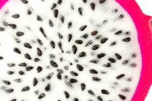 Primo piano macro di un frutto di pitaya tagliato a metà, che mostra la polpa bianca brillante costellata di piccoli semi neri e la buccia rosa vibrante. L'illuminazione è controllata per evidenziare i dettagli e le texture. Obiettivo macro da 60mm, alta definizione, messa a fuoco precisa.