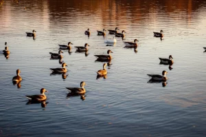 Fotografia grandangolare di un grande stormo di anatre sane che nuotano vivacemente in uno stagno pulito al tramonto, obiettivo grandangolare 15mm, colori caldi e dorati, messa a fuoco nitida sull'intero stormo, acqua calma che riflette il cielo, simboleggia la salute e la vitalità ripristinate su larga scala grazie alla vaccinazione mRNA.