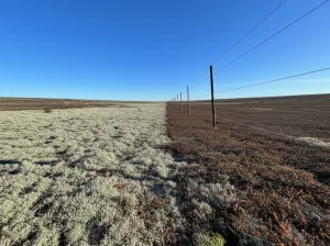 Landscape wide angle 24mm, showing a stark contrast in ground cover across a simple border fence in the Arctic tundra, with lush, pale lichens on one side and sparser, darker vegetation on the other, under a clear sky.