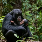 Una madre scimpanzé dell'Africa occidentale selvaggia culla teneramente il suo piccolo nella foresta pluviale del Parco Nazionale di Taï. Fotografia naturalistica, teleobiettivo zoom 200mm, alta velocità dell'otturatore, tracciamento del movimento, per catturare l'intimità e la protezione.